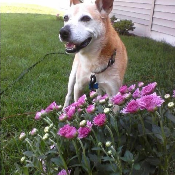 Meet your Posher, Missy - Picture 2 of 3